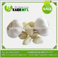 normal white garlic for making garlic oil